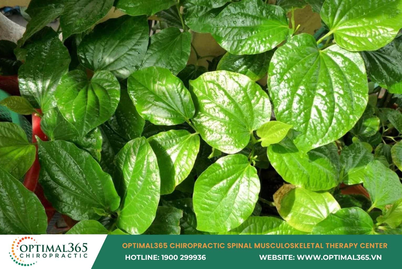 Betel leaf contains many anti-inflammatory and pain-relieving components