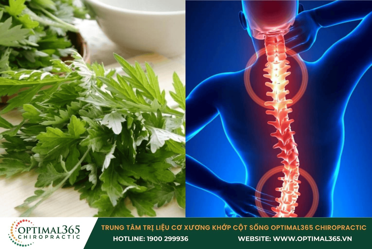 Ngải cứu – làm ấm và giãn mạch